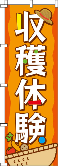 収穫体験オレンジのぼり旗(60×180ｾﾝﾁ)_0130467IN